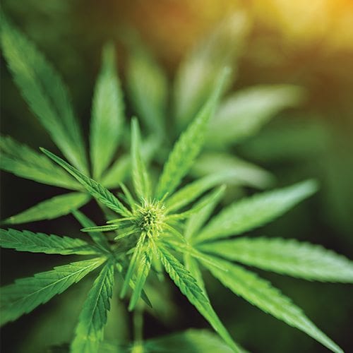 PEI Cannabis Retail Employment